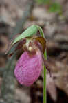 Pink lady's slipper <BR>Moccasin flower